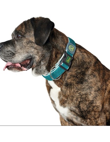 Collier pour Chien Hunter Plus Fil Turquoise 11