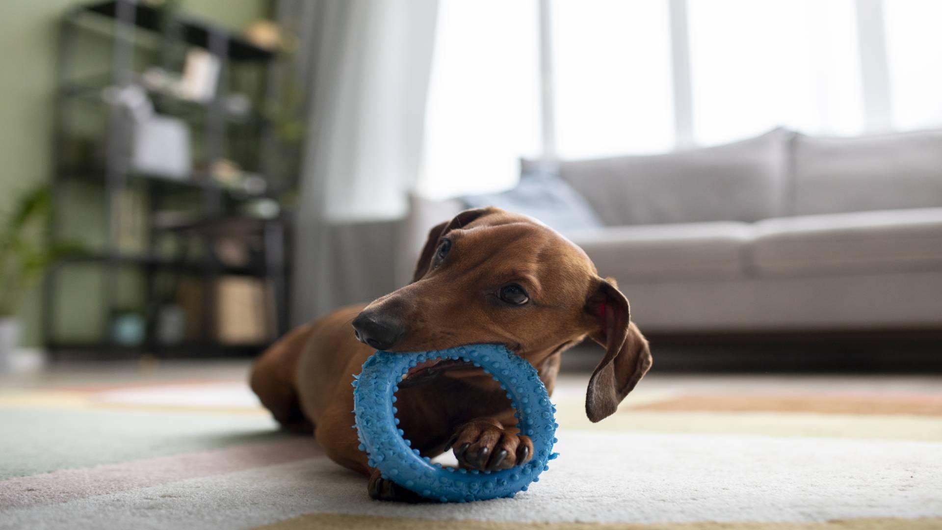 Les 5 Meilleurs Jouets pour Stimuler l'Intelligence de Votre Chien